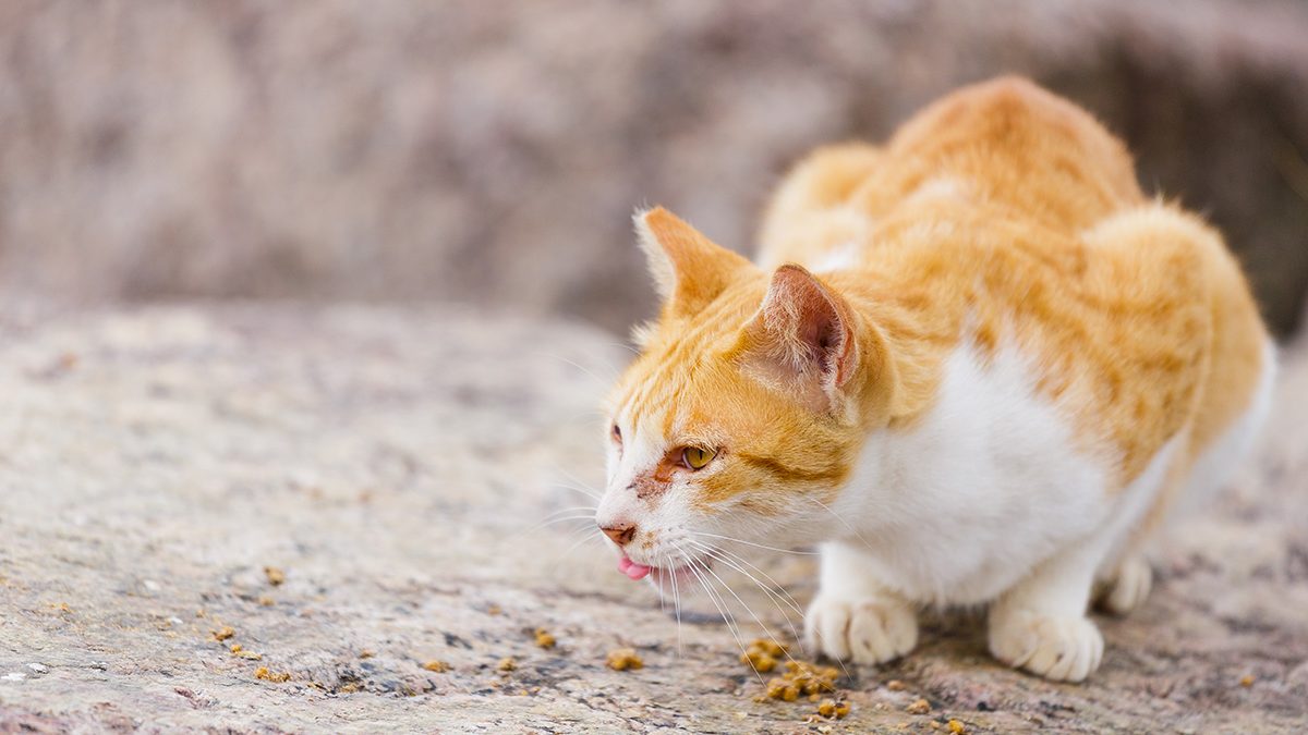 Kucing Muntah Setelah Makan? Tips untuk Menjaga Kesehatan Pencernaan Kucing Anda dengan Langkah yang Tepat